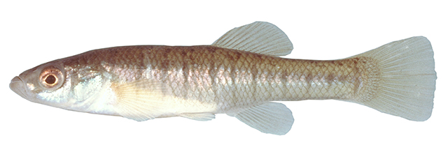 Fundulus diaphanus