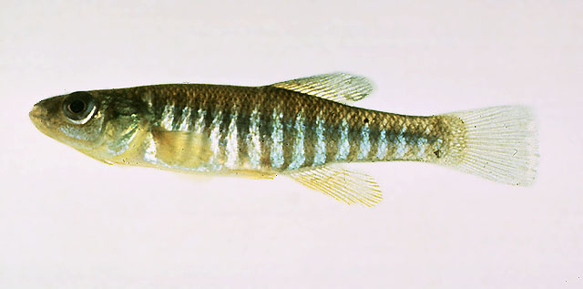 Fundulus diaphanus