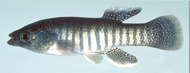 Fundulus grandis