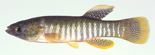 Fundulus grandis