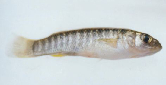 Fundulus grandis