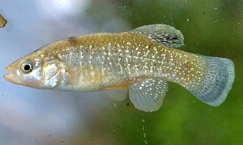 Fundulus grandis