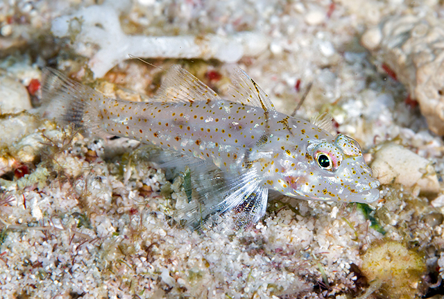 Fusigobius gracilis