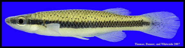 Fundulus olivaceus