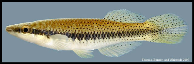 Fundulus olivaceus