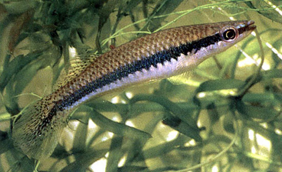 Fundulus olivaceus