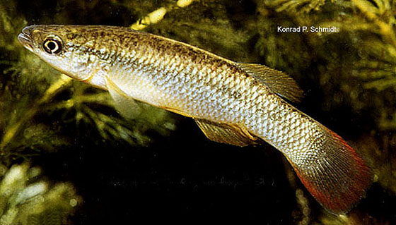 Fundulus sciadicus