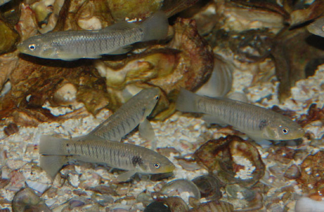 Fundulus similis