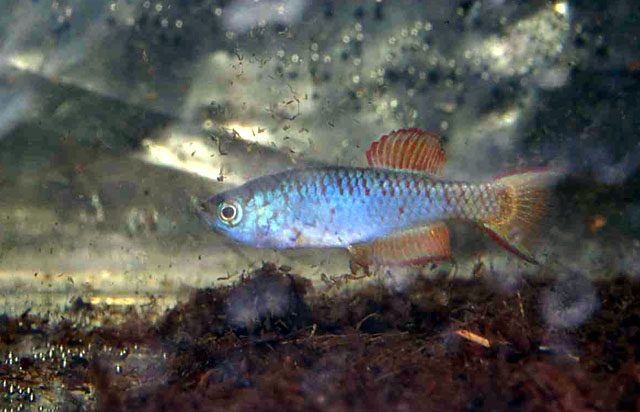 Nothobranchius thierryi