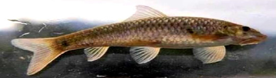 Garra alticaputus