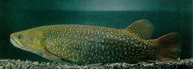 Galaxias argenteus