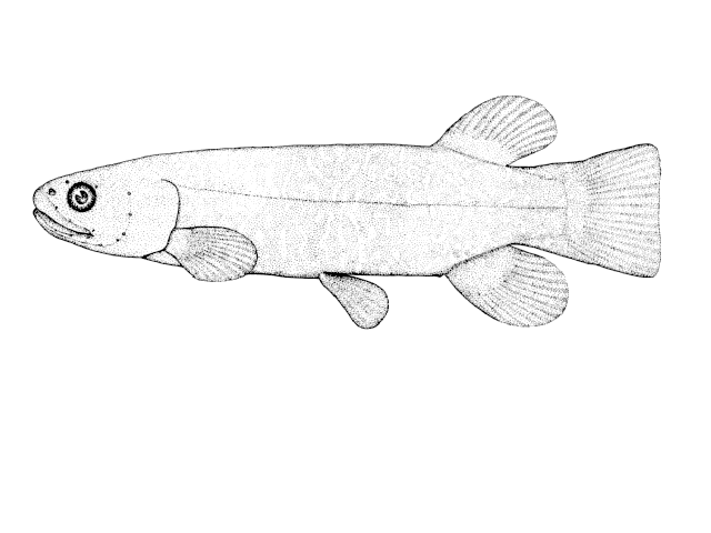 Galaxias argenteus