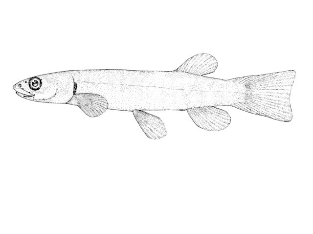 Galaxias brevipinnis