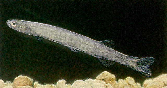 Galaxias brevipinnis