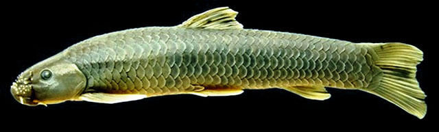 Garra elongata