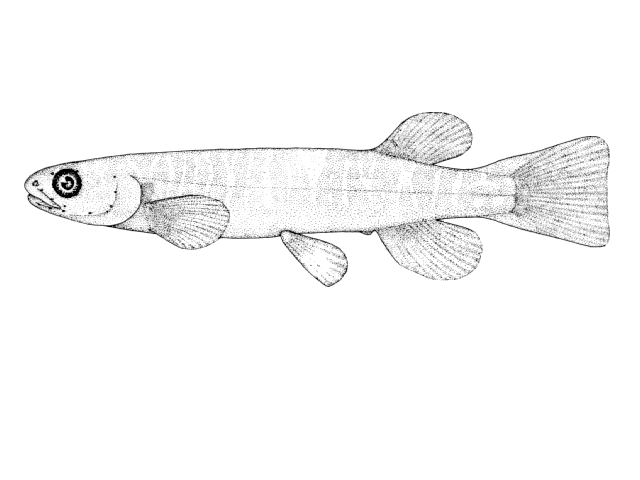 Galaxias fasciatus