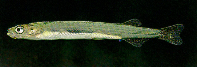 Galaxias gracilis