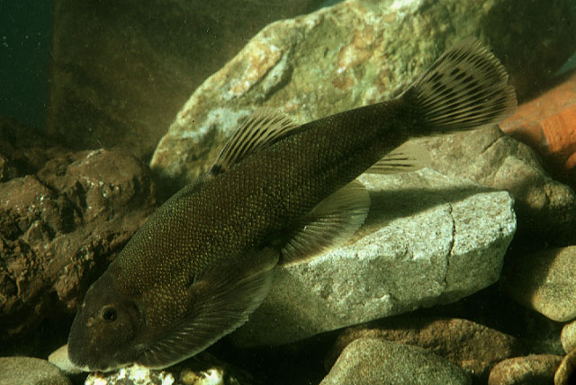 Gastromyzon lepidogaster