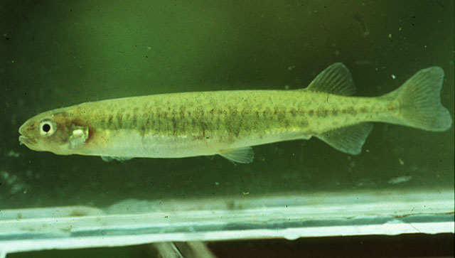 Galaxias maculatus