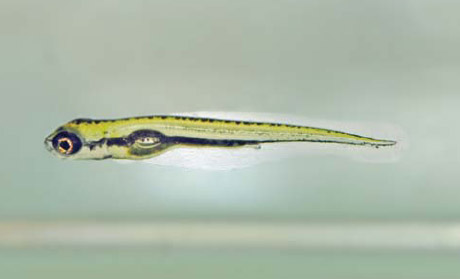 Galaxiella pusilla