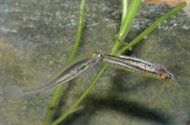 Galaxiella pusilla