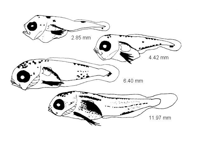 Gaidropsarus vulgaris