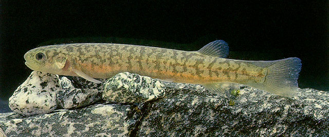 Galaxias vulgaris