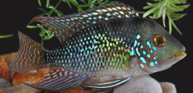 Geophagus brasiliensis