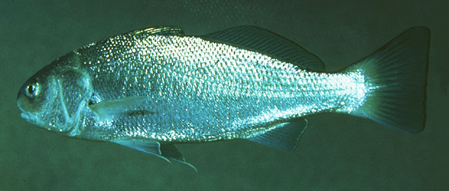 Genyonemus lineatus