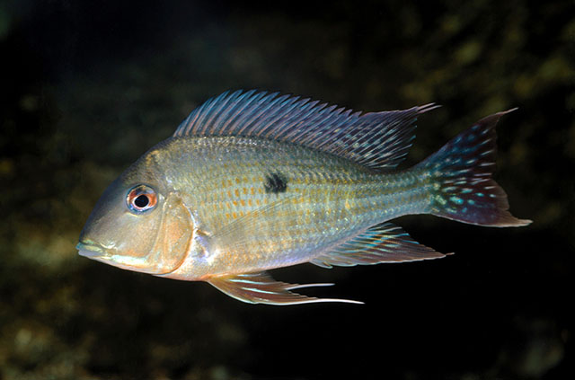 Geophagus surinamensis