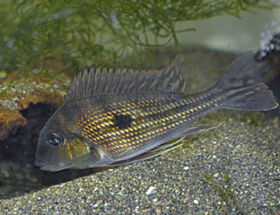 Geophagus winemilleri