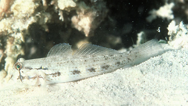 Gnatholepis thompsoni