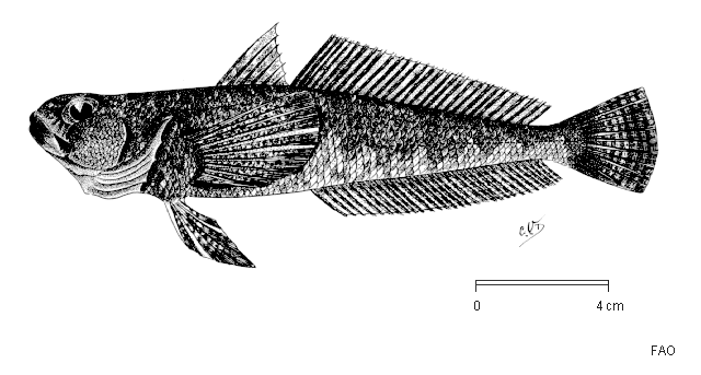 Gobionotothen acuta