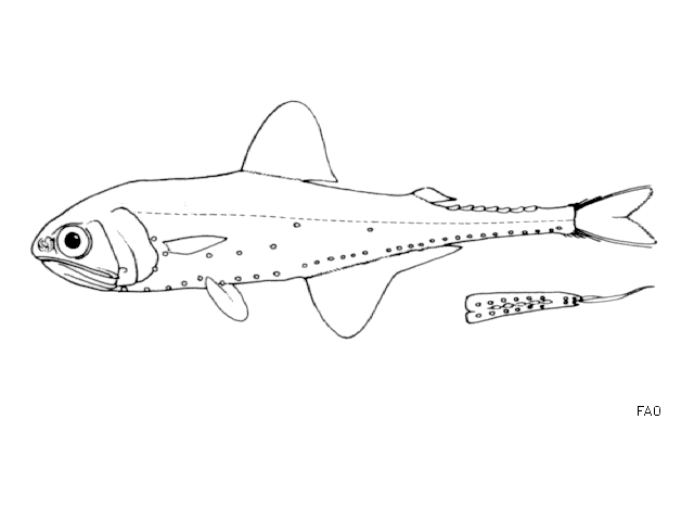 Gonichthys cocco