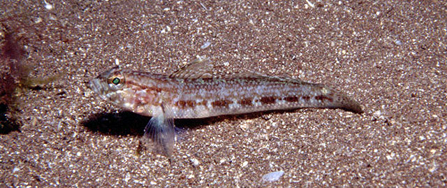 Gobius gasteveni