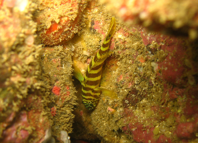 Gorogobius nigricinctus