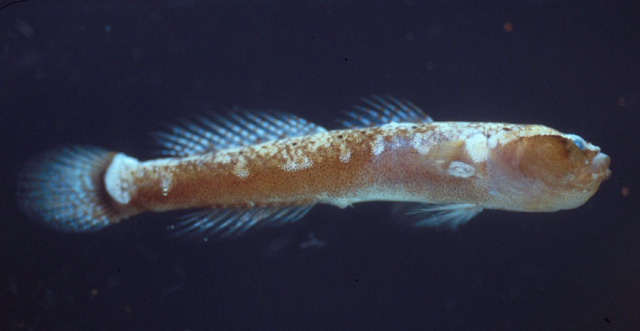 Gobulus myersi