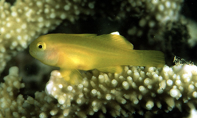 Gobiodon okinawae