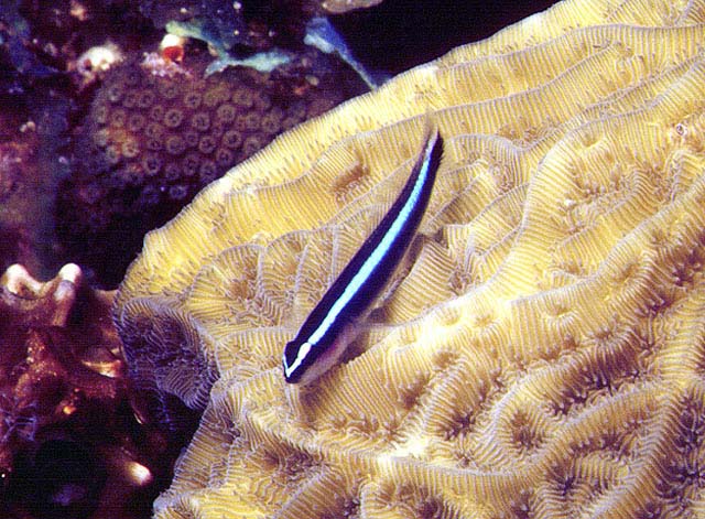 Elacatinus prochilos