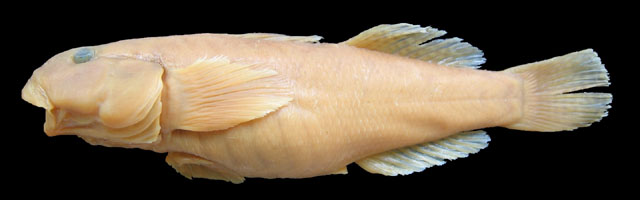 Gobius scorteccii