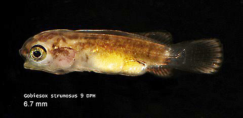 Gobiesox strumosus