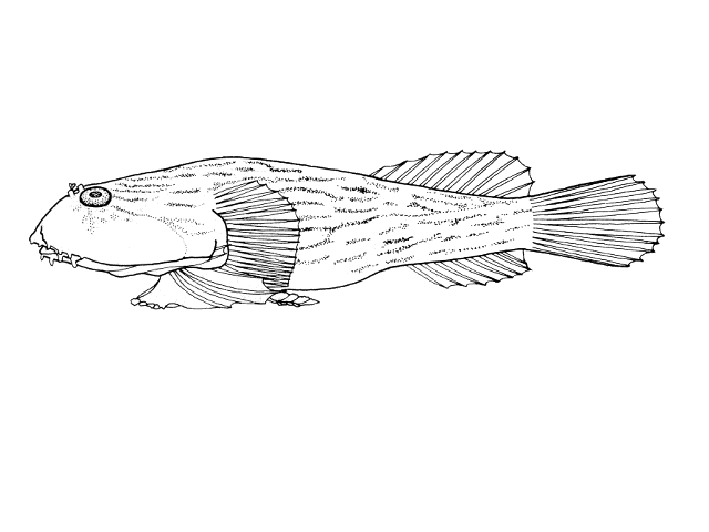 Gobiesox strumosus