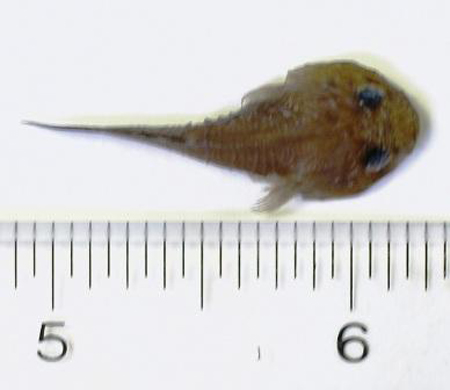 Gobiesox strumosus