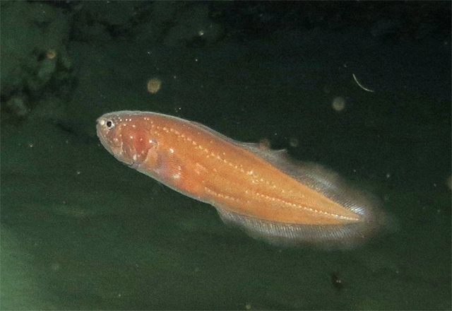 Grammonus longhursti