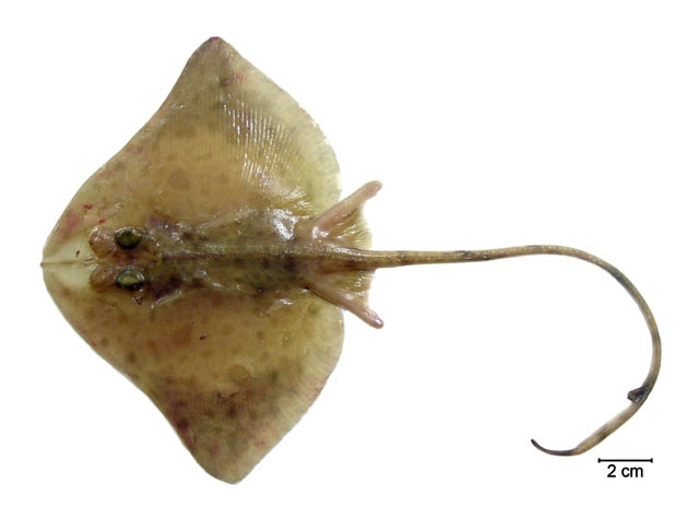 Gurgesiella dorsalifera