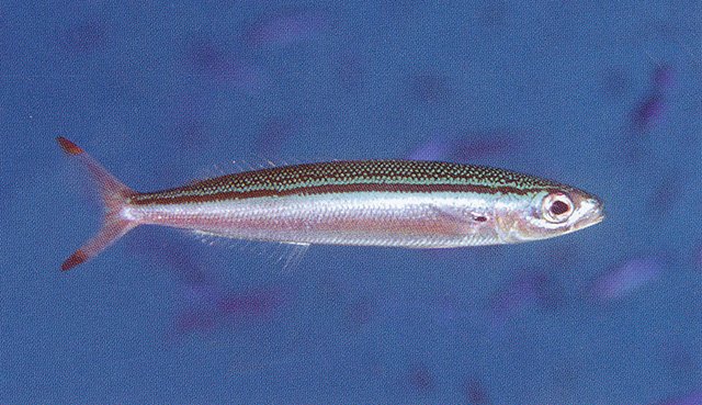 Gymnocaesio gymnoptera