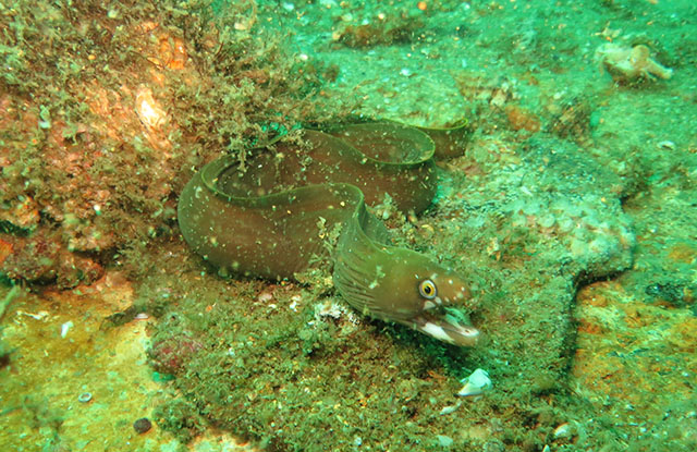 Gymnothorax mareei