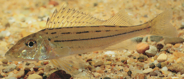 Gymnocephalus schraetser