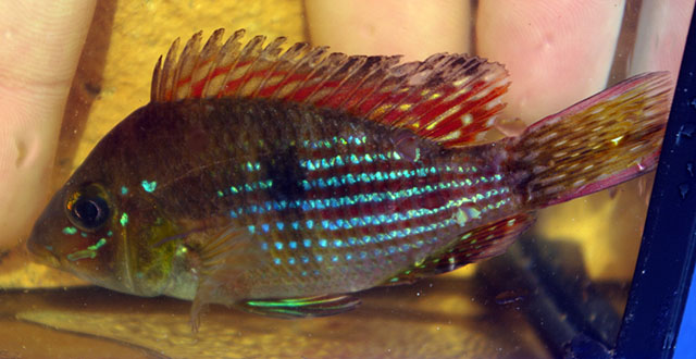 Gymnogeophagus terrapurpura