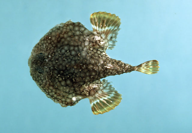 Halieutichthys aculeatus